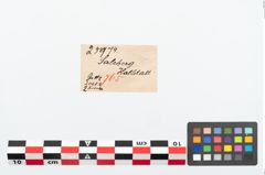 Etikett zu Bronzepaukenfibel (NHMW-PRAE-025974)